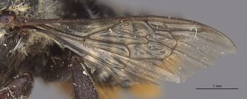 Media type: image;   Entomology 16201 Aspect: Wing front